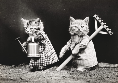 koty bw.jpg