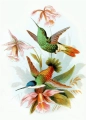 kolibry1.jpg