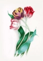 tulipany.jpg